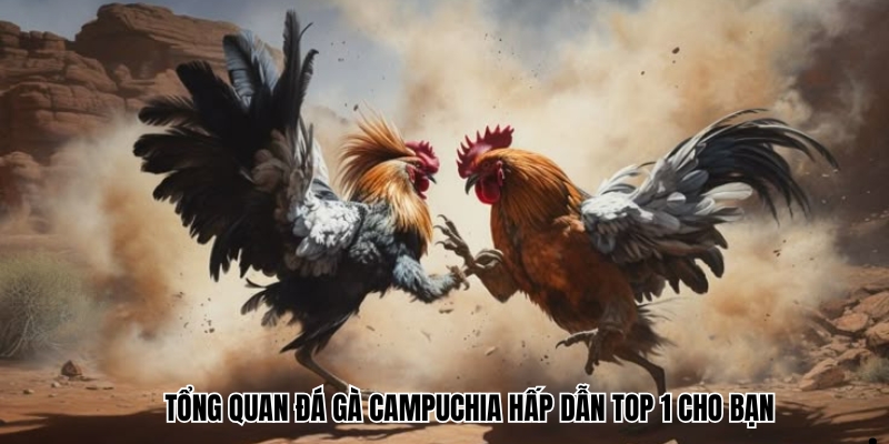 Tổng quan đá gà Campuchia hấp dẫn top 1 cho bạn