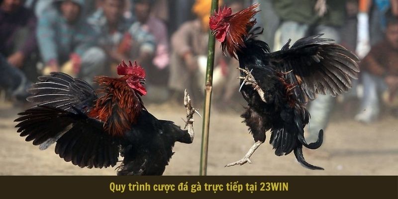 Quy trình cược đá gà trực tiếp tại 23WIN