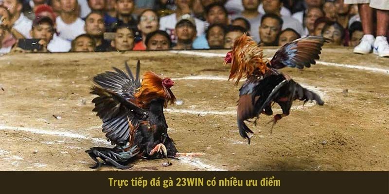 Trực tiếp đá gà 23WIN có nhiều ưu điểm