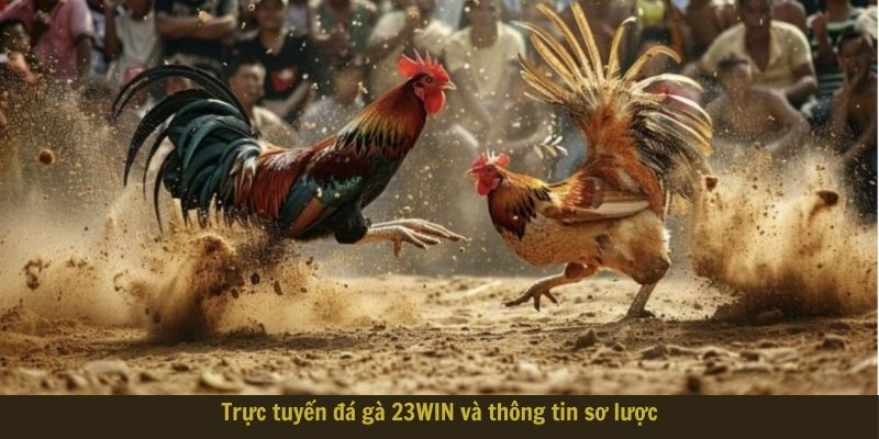 Trực tuyến đá gà 23WIN và thông tin sơ lược